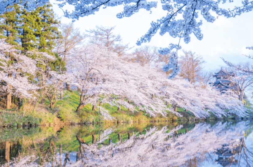 新潟賞櫻景點｜1. 高田公園